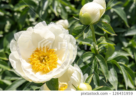 Peony prairie moon Peony prairie moon 126431959