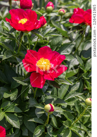 Peony America 126431965