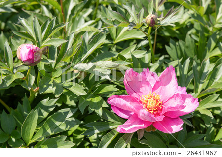 Peony Pink Double Dandy 126431967