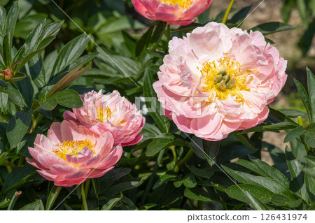 Peony Pink Hawaiian Coral Peony Pink Hawaiian Coral 126431974
