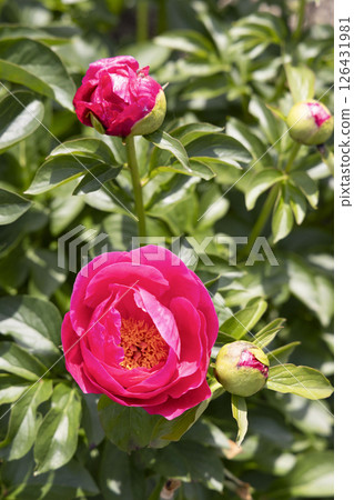 Peony Paula Faye Peony Paula Faye 126431981