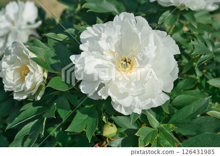 Peony White Heaven Peony White Heaven 126431985