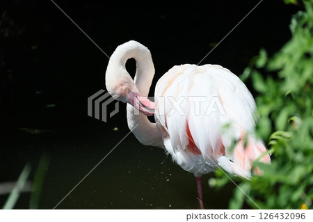 紅鶴 紅鶴 126432096