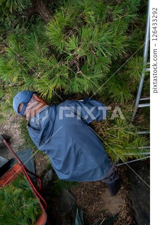 修剪黑松 126433292