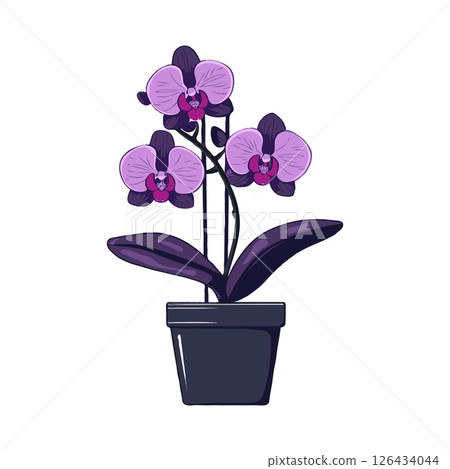 Potted purple Phalaenopsis orchids with dark leaves in a black pot on white background, concept of elegance and beauty 126434044