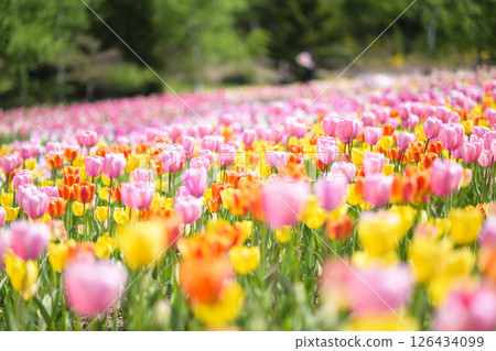 Tulip field in full bloom Tulip field in full bloom 126434099