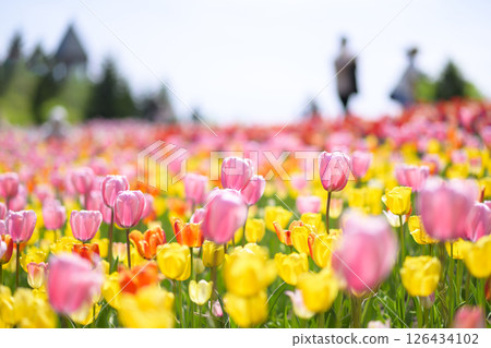 盛開的鬱金香田 126434102