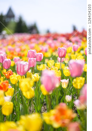 Tulip field in full bloom 126434103