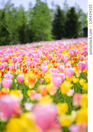 盛開的鬱金香田 126434105