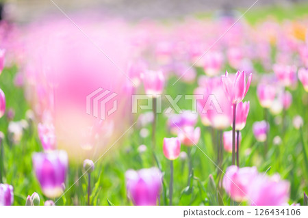 Tulip field in full bloom 126434106
