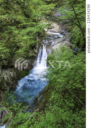 初夏的西澤溪谷,綠意盎然 初夏的西澤溪谷,綠意盎然 126434296