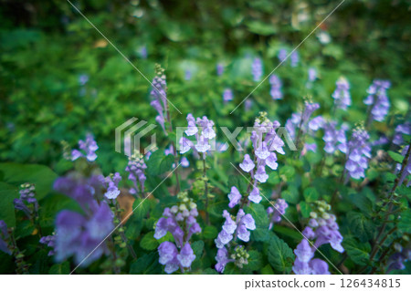 Tatsunami grass blooming in the forest Tatsunami grass blooming in the forest 126434815
