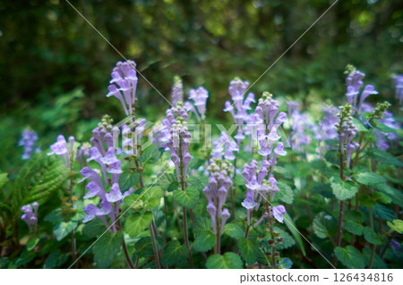 Skullcap flowers growing in clusters in the mountains Skullcap flowers growing in clusters in the mountains 126434816