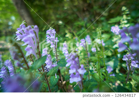 Purple tatsumaki grass growing in clusters in the forest Purple tatsumaki grass growing in clusters in the forest 126434817