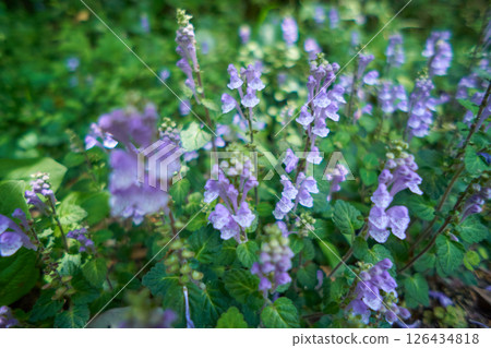 淡紫色的立浪草花 淡紫色的立浪草花 126434818