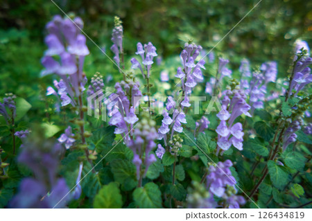 Purple flowers growing in clusters Purple flowers growing in clusters 126434819