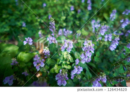 Blooming tatsunamisou Blooming tatsunamisou 126434820