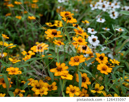 bloom, blossom, flower 126435097