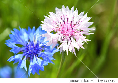Yagurumagiku (Yagurugiku) Yagurumagiku (Yagurugiku) 126435740