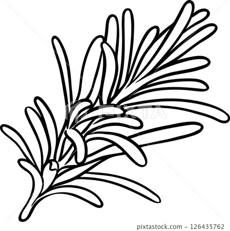 Rosemary Branch with Leaves Outline Illustration. Essential oil ingredient for cosmetics, spa, aromatherapy, health care. Organic natural nutritional spice. Rosemary Branch with Leaves Outline Illustration. Essential oil ingredient for cosmetics, spa, aromatherapy, health care. Organic natural nutritional spice. 126435762