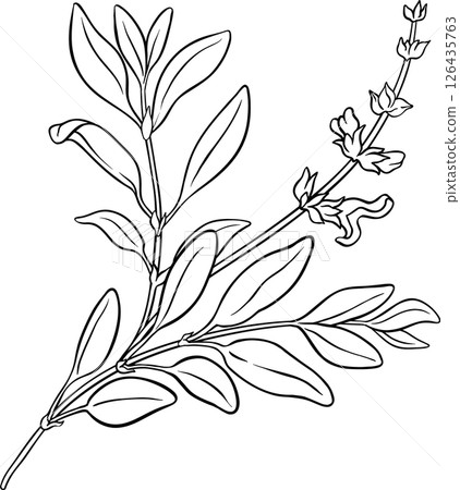 Sage Plant with Flowers and Leaves Outline Illustration. 126435763