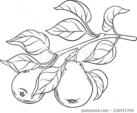 Pear Branch with Fruits and Leaves Outline Illustration. Pear Branch with Fruits and Leaves Outline Illustration. 126435768