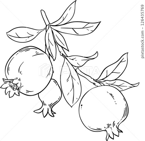 Pomegranate Branch with Fruits and Leaves Outline Illustration. Organic natural nutritional healthy food ingredient, vegetarian diet product.  126435769