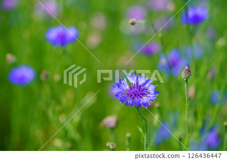 Cornflowers blooming on the roadside and tea fields at Wazukashiji Temple Cornflowers blooming on the roadside and tea fields at Wazukashiji Temple 126436447