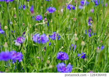 Cornflowers blooming on the roadside in the Wazukashiji area 126436449