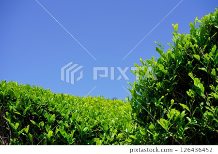 New buds of Uji tea seen against the blue sky in the Wazukashiji area 126436452