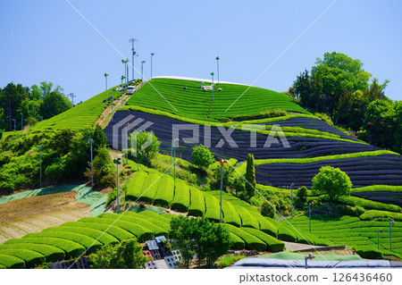 Kyoto Prefecture Landscape Assets, Wazukashiji Area, Tea Fields Still Covered Kyoto Prefecture Landscape Assets, Wazukashiji Area, Tea Fields Still Covered 126436460