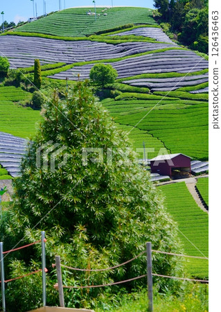 Kyoto Prefecture Landscape Assets, Wazukashiji Area, Tea Fields Still Covered 126436463