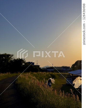 夕陽下的稻田 126436498