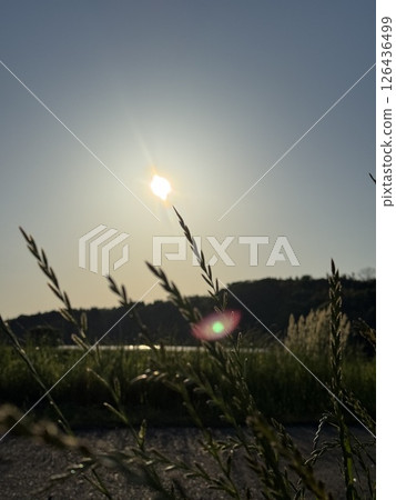 Susuki在夕陽下閃閃發光 Susuki在夕陽下閃閃發光 126436499