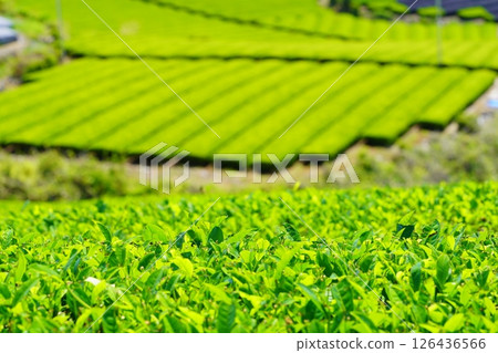 Kyoto Prefecture Scenic Assets, Wazukashi Temple, and Fresh Green Tea Fields Kyoto Prefecture Scenic Assets, Wazukashi Temple, and Fresh Green Tea Fields 126436566