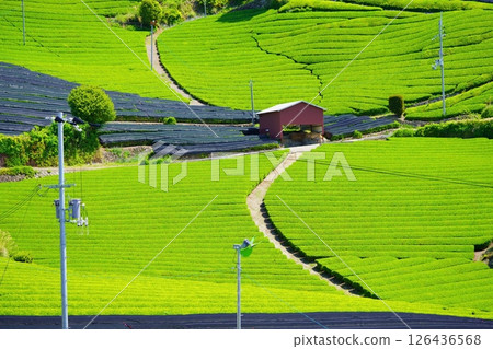 京都府的風景名勝、和菓子寺和茶園仍被覆蓋 126436568