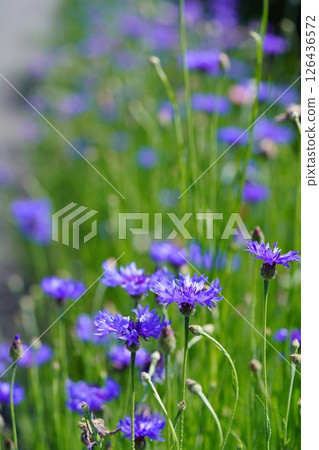 Cornflowers blooming on the roadside and tea fields at Wazukashiji Temple Cornflowers blooming on the roadside and tea fields at Wazukashiji Temple 126436572