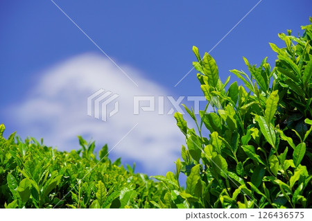 New buds of Uji tea seen against the blue sky in the Wazukashiji area New buds of Uji tea seen against the blue sky in the Wazukashiji area 126436575