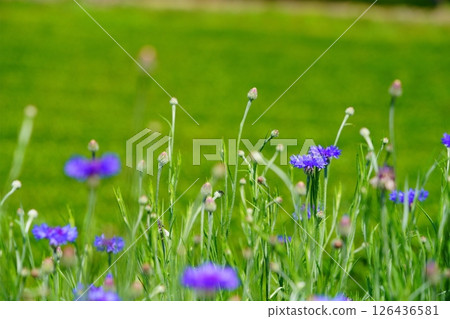 Kyoto Prefecture Scenic Assets: Wazukashi Temple, Tea Fields and Cornflowers Kyoto Prefecture Scenic Assets: Wazukashi Temple, Tea Fields and Cornflowers 126436581