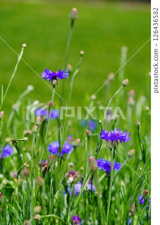 Kyoto Prefecture Scenic Assets: Wazukashi Temple, Tea Fields and Cornflowers Kyoto Prefecture Scenic Assets: Wazukashi Temple, Tea Fields and Cornflowers 126436582