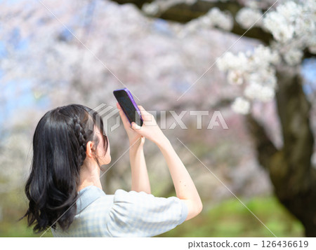 Back view of a young woman taking a picture of cherry blossoms (focused on smartphone) 126436619