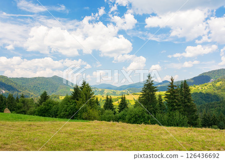 mountainous carpathian countryside scenery in summer. fir tree on the grassy alpine hill. summer vacations in highlands of ukraine. view in to the distant rural valley mountainous carpathian countryside scenery in summer. fir tree on the grassy alpine hill. summer vacations in highlands of ukraine. view in to the distant rural valley 126436692