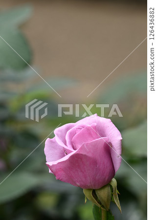 Blue light rose Blue light rose 126436882
