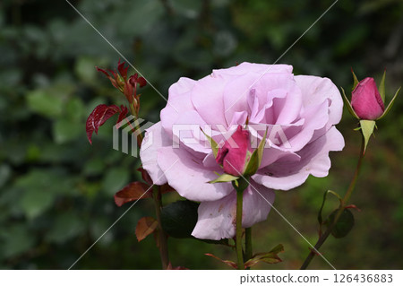 Blue light rose Blue light rose 126436883