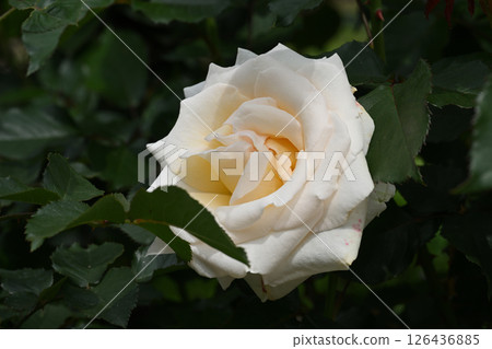 Lacy Lady Rose 126436885