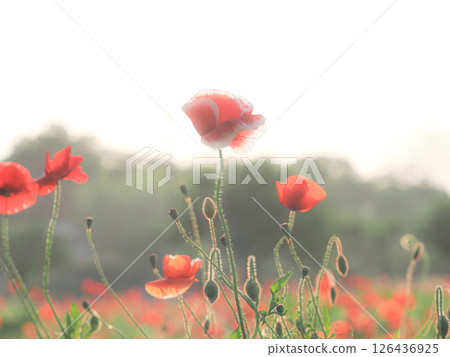 Red Poppy Flower 126436925
