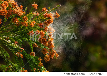 Scattering cedar pollen 126437076