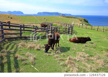 [Saga Prefecture] Hizen Tateishizaki Lighthouse and Suginohara Pasture on a clear day 126437126