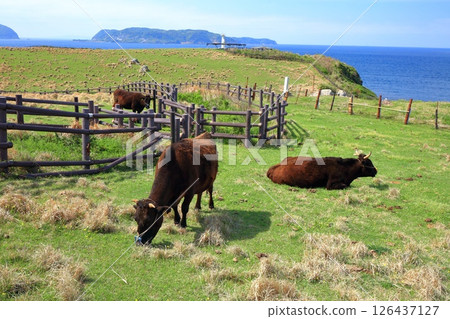 [Saga Prefecture] Suginohara Pasture on a sunny day 126437127