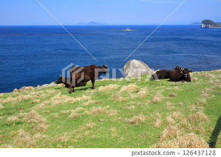 [Saga Prefecture] Suginohara Pasture on a sunny day 126437128